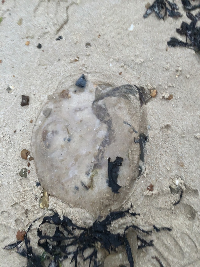 Cnidarians from Lower Marine Parade, Harwich, England, GB on July 18 ...