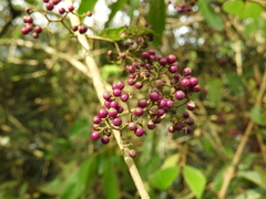 Callicarpa formosana formosana