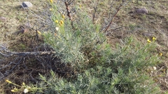 Senecio flaccidus monoensis