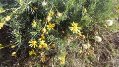 Senecio flaccidus monoensis