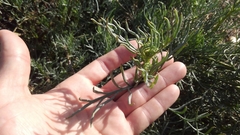 Senecio flaccidus monoensis
