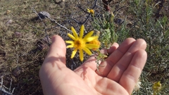 Senecio flaccidus monoensis