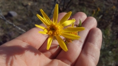 Senecio flaccidus monoensis