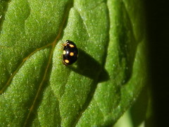 Brachiacantha decempustulata