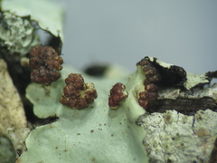 Tremella parmeliarum