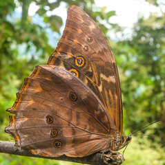 Morpho telemachus