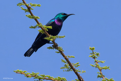 Violet-Breasted Sunbird photo 1