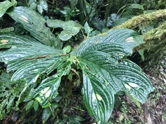 Columnea consanguinea