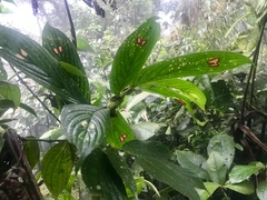 Columnea consanguinea