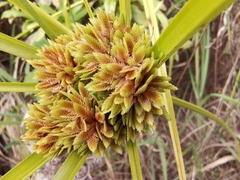 Cyperus eragrostis image