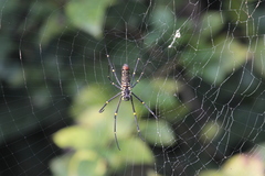 Nephila pilipes