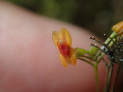 Lepanthes pecunialis