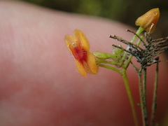 Lepanthes pecunialis