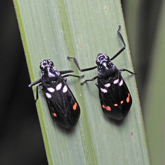 Callitettix versicolor