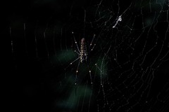 Nephila pilipes