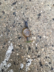 Oxychilus draparnaudi