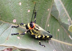 Zoniopoda danottei