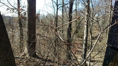 Rhododendron periclymenoides