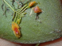Lepanthes pecunialis