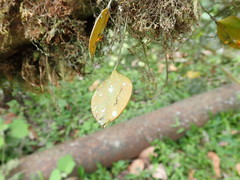 Lepanthes pecunialis
