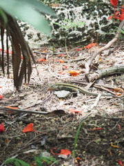 Pholidoscelis chrysolaemus