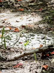 Pholidoscelis chrysolaemus