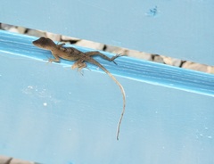 Anolis cybotes