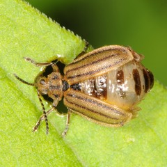 Ophraella conferta