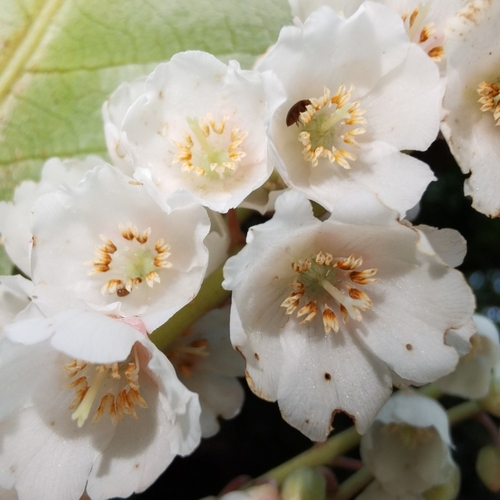 Lily of the Valley Tree