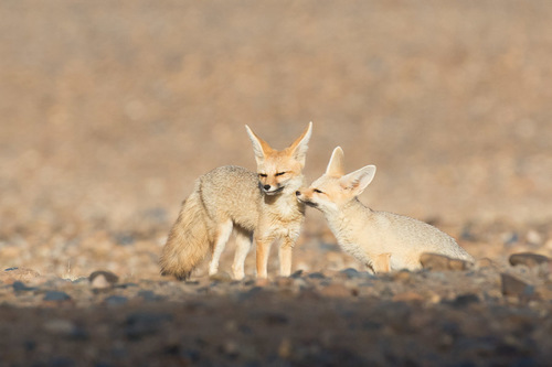 Vulpes chama