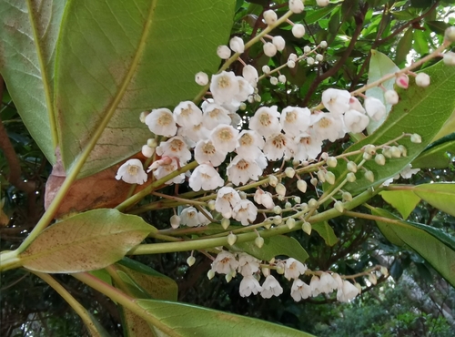 Lily of the Valley Tree
