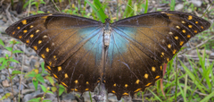 Morpho telemachus