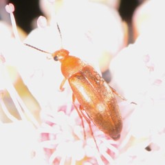 Anaspis rufa