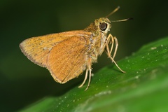 Caltoris malaya