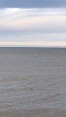 Phocoena phocoena phocoena
