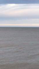 Phocoena phocoena phocoena