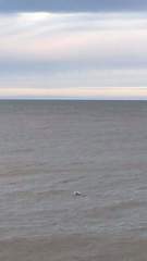 Phocoena phocoena phocoena