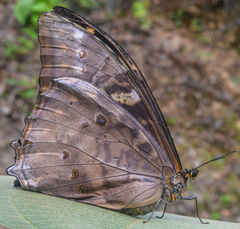 Morpho telemachus