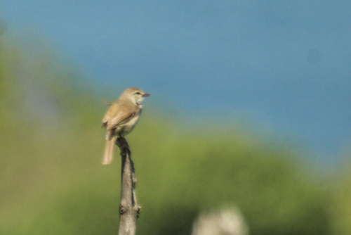 Manchurian Bush Warbler (Horornis canturians), photo 8