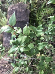 Maytenus acuminata