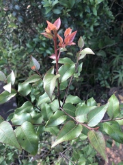 Maytenus acuminata