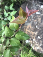 Maytenus acuminata