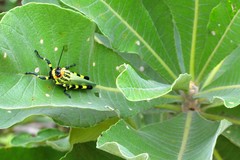 Zoniopoda danottei