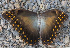 Morpho telemachus