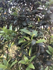 Pterocelastrus echinatus