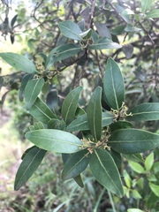 Pterocelastrus echinatus