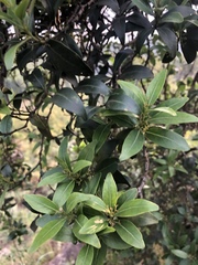 Pterocelastrus echinatus