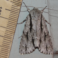 Acronicta texana