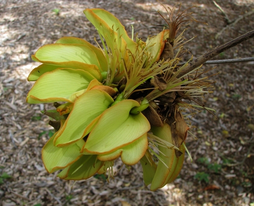 Erythrina sandwicensis