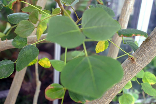 Erythrina sandwicensis